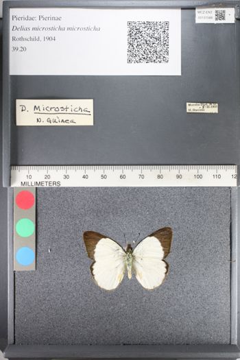 Media type: image;   Entomology 131588